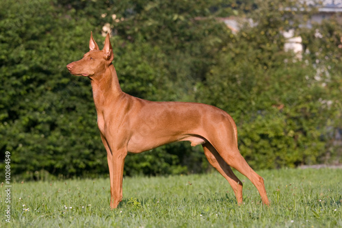 Portrait of standing dog in a meadow - Pharaoh Hound photo