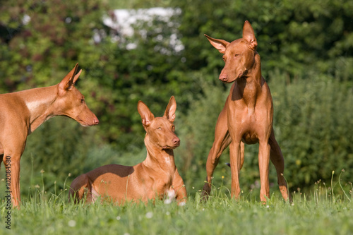 Three dogs in a maedow - Pharaoh Hound photo