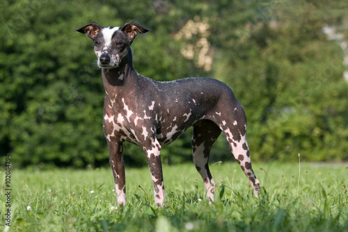 Portrait of posing dog