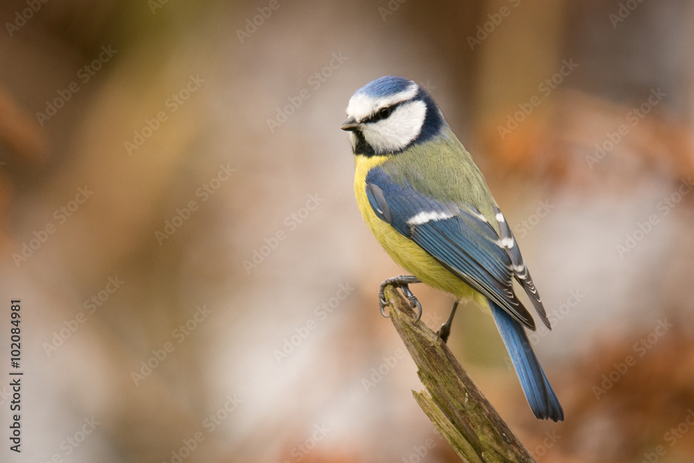 Fototapeta premium Blaumeise am Ansitz