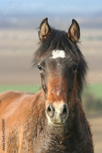 Head of nice arabian foal - portrait