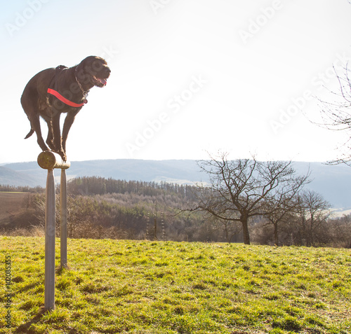 Canvas Print Beautiful mutt black dog Amy balancing on wooden rod