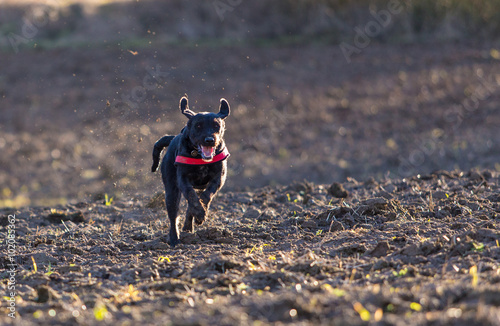 Beautiful mutt black dog Amy running