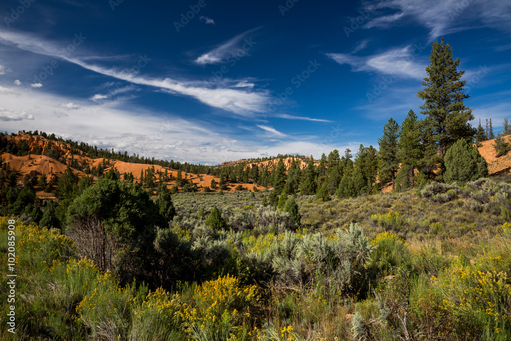 Dixie National Forest - Red Canyon, Utah