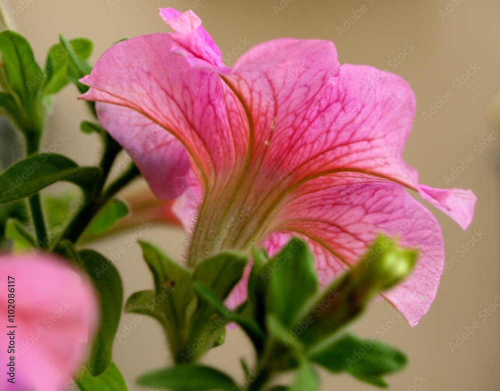 Fototapeta premium petunia a contraluz