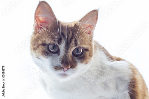 Red-white striped cat isolated on white background.