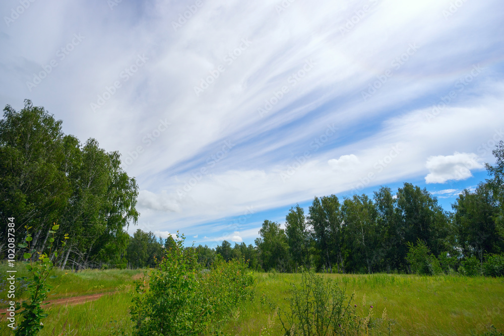 Long streaks of clouds in sky above the forest .
