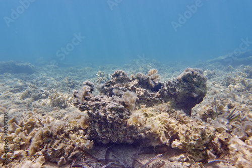 Mediterranean reefs closeup, underwater scene