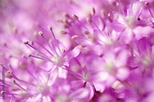 detail or macro photography of allium giganteum pistal, flower background 