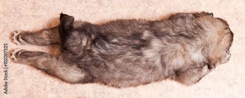 Tibetan mastiff puppy sleeping on his stomach