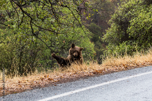 Bear in Sequoia National Park, California