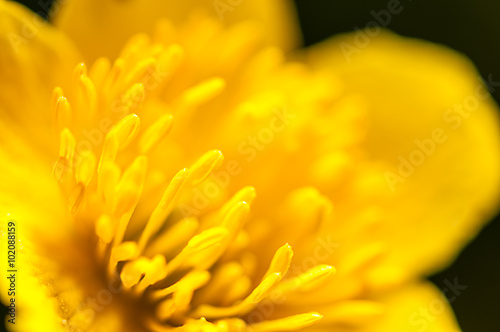 macro photography  yellow buttercup pistils on green background in nature  spring flower background 