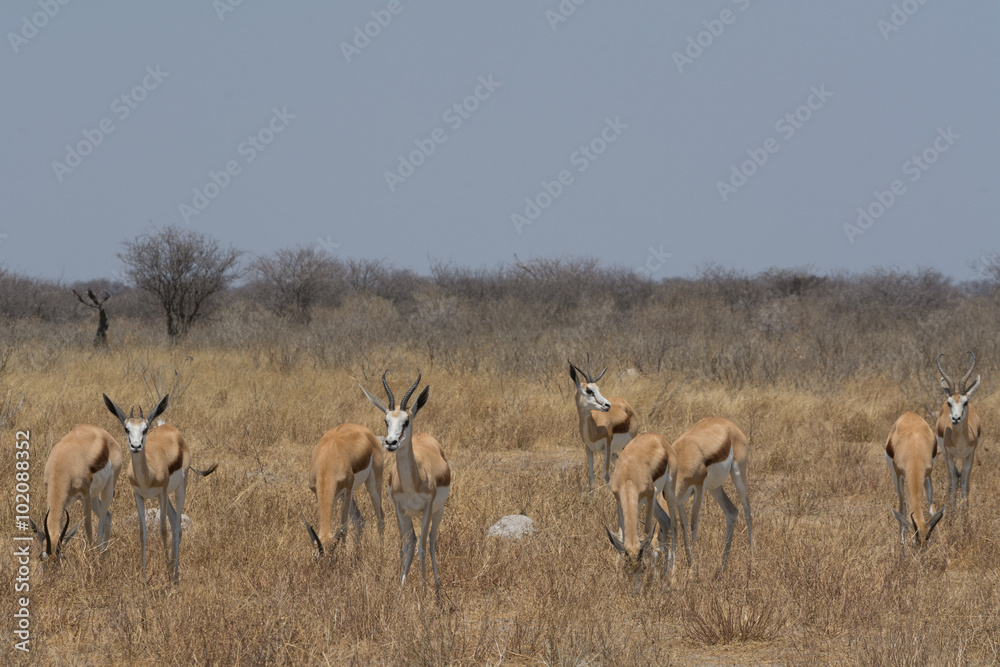 Group of Springbocks
