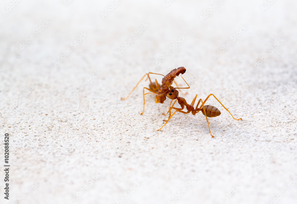 Ant lifting of large pieces. Ant lifting of large pieces.