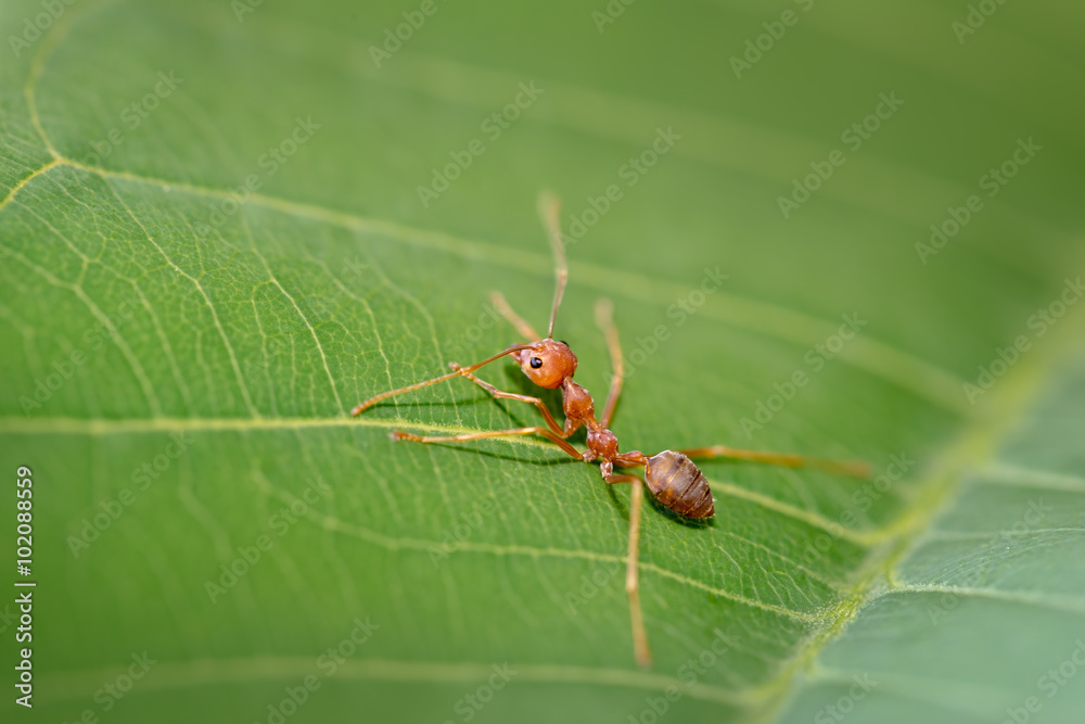 close up red ant on green leaf. close up red ant on green leaf.