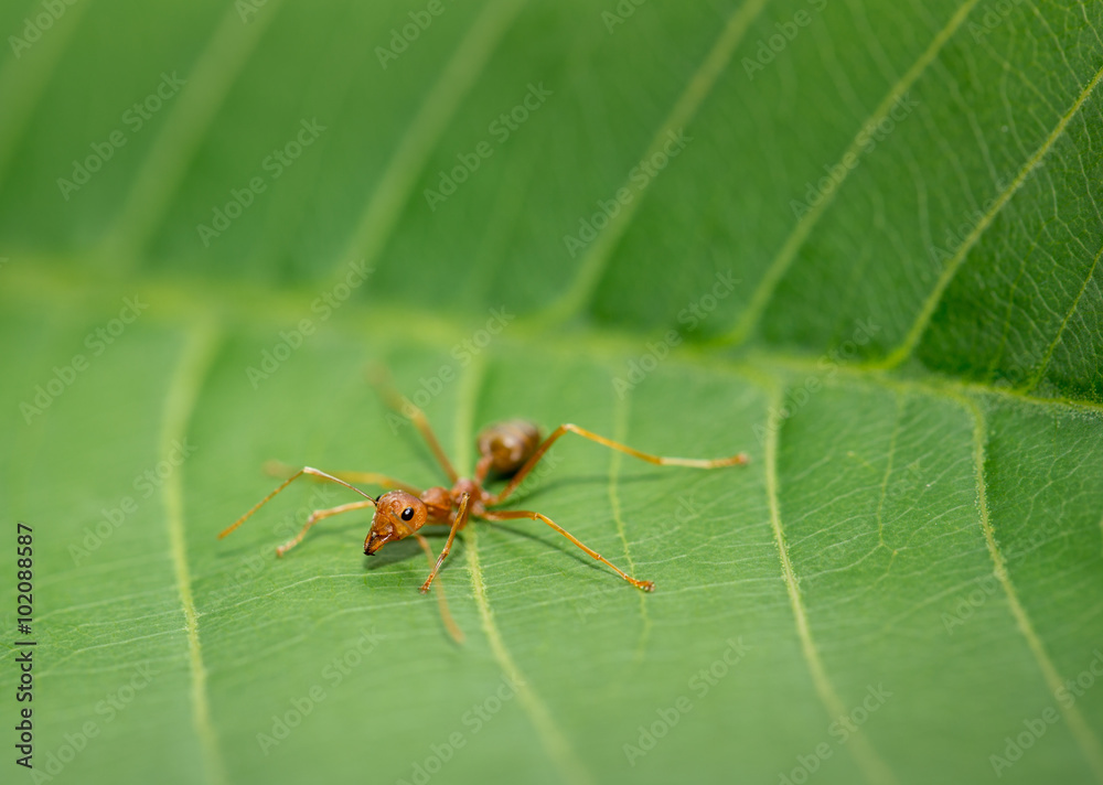 dangerous red ant in nature. dangerous red ant in nature.