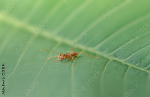 red ant on green leaf.