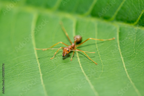 little red ant on green leaf. © luckybusiness