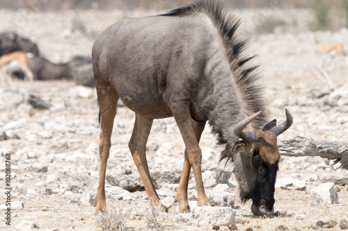 Blue Wildebeest looking for food