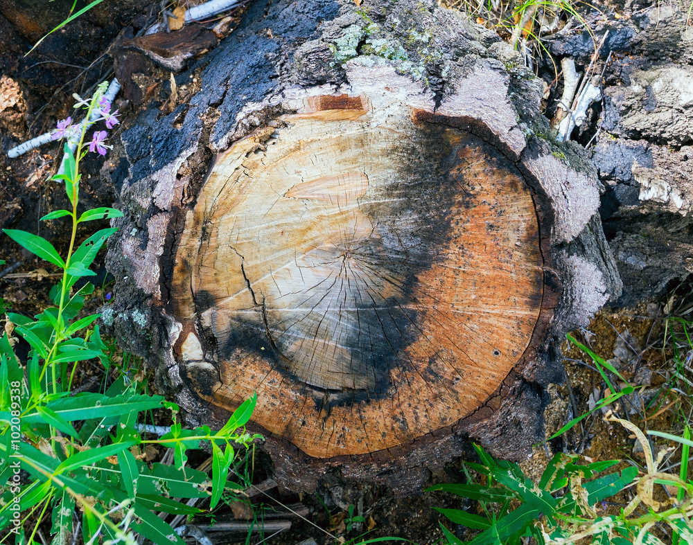 The stump of birch tree in the forest . The stump of birch tree in the forest .