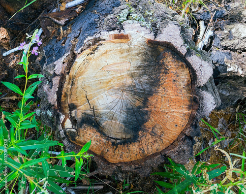 The stump of birch tree in the forest .