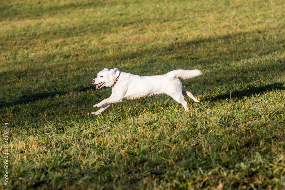 Obraz premium White shelter dog.