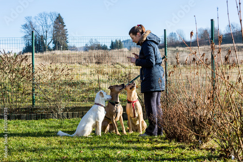 Fotografia, Obraz Woman instructing dogs outside
