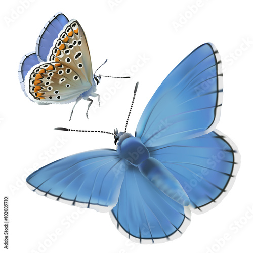 Butterfly Adonis blue.
Hand drawn vector illustration of a male Adonis blue butterfly (Polyomatus bellargus) on white background.
