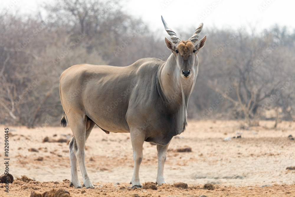 Klistremerke Male Eland Antelope