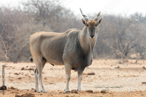 Male Eland Antelope photo