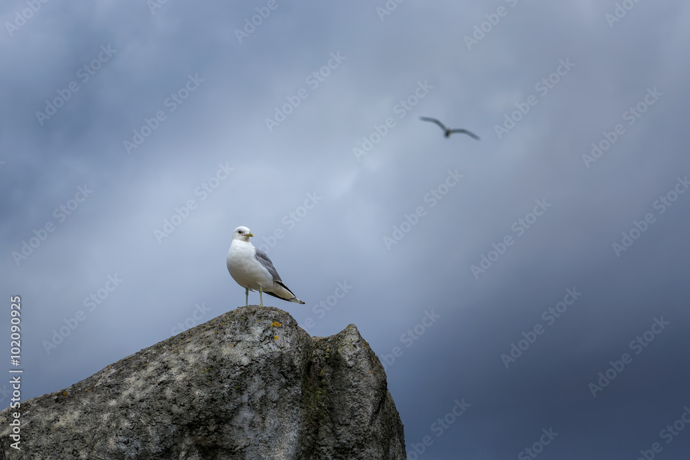 Seagull on the rock and seagull on the sky Seagull on the rock and seagull on the sky