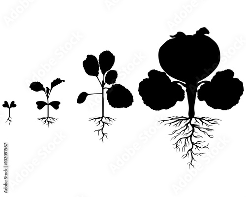 Set of silhouettes of cabbages plants