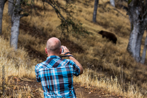 Bear in Sequoia National Park, California © oscity