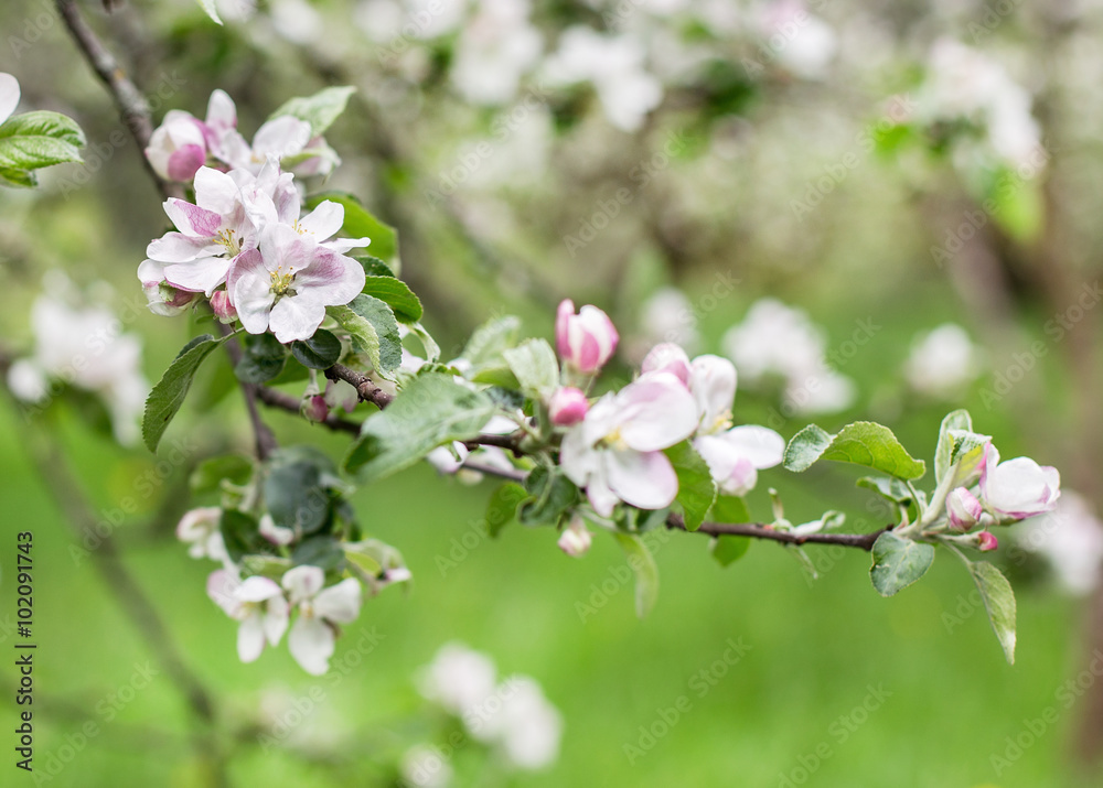 apple blossoms in spring on green background apple blossoms in spring on green background