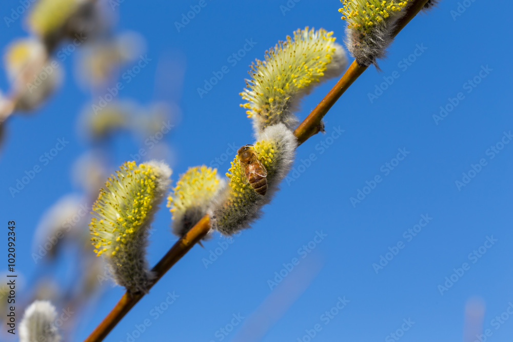 Fluffy soft willow buds Fluffy soft willow buds