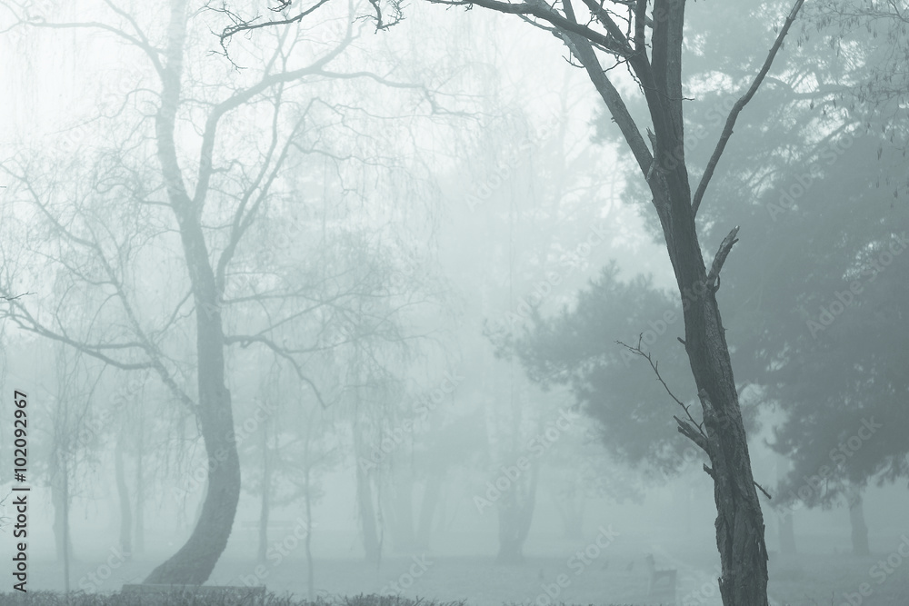 Plakat Poranna mgła w parku2