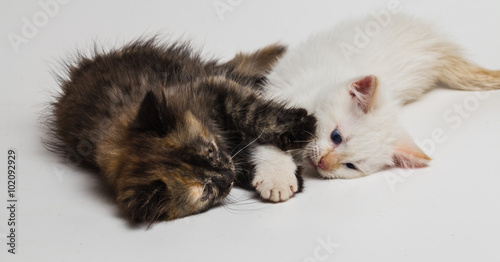Two small beautiful kittens © Oleg Zhukov