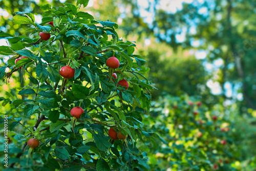 the fruit wild rose