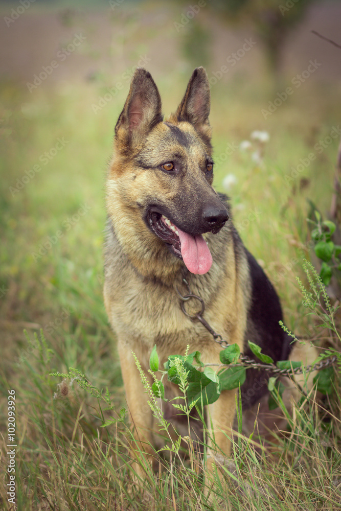 Portrait of a German Shepherd dog, sitting on the grass at the park on a sunny day