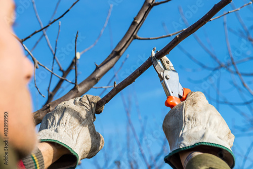 Obraz na płótnie Pruning a tree brunch with pruning shears