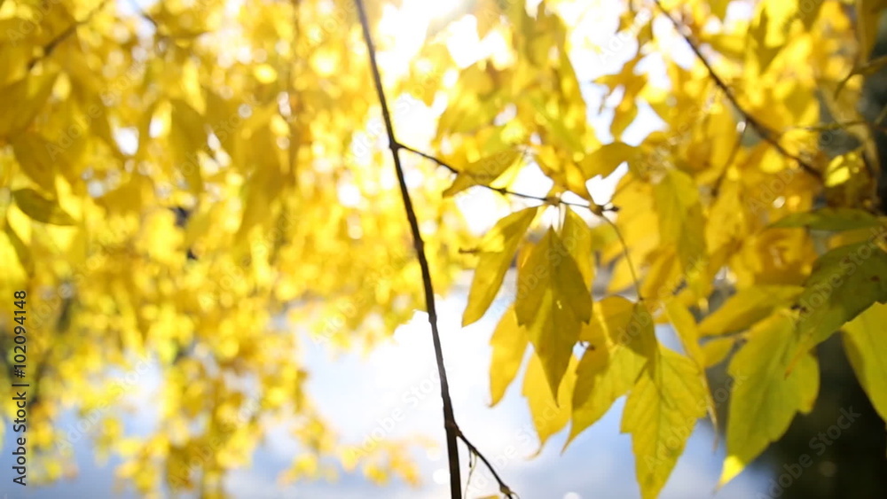 Yellow leaves on the branches against the backdrop of water surface Yellow leaves on the branches against the backdrop of water surface