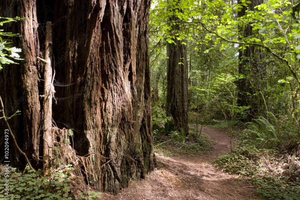 Fototapeta premium Sun Hit Trail Redwood Path