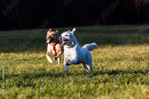Photography Brown mixed shelter dogs outside