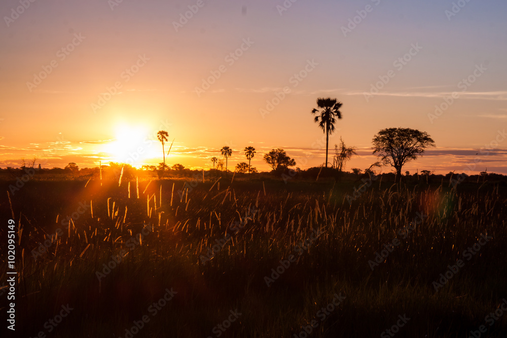 Sunset behind Grass and Trees in Africa.