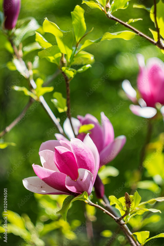 Blossoming of pink magnolia flowers in spring time Blossoming of pink magnolia flowers in spring time