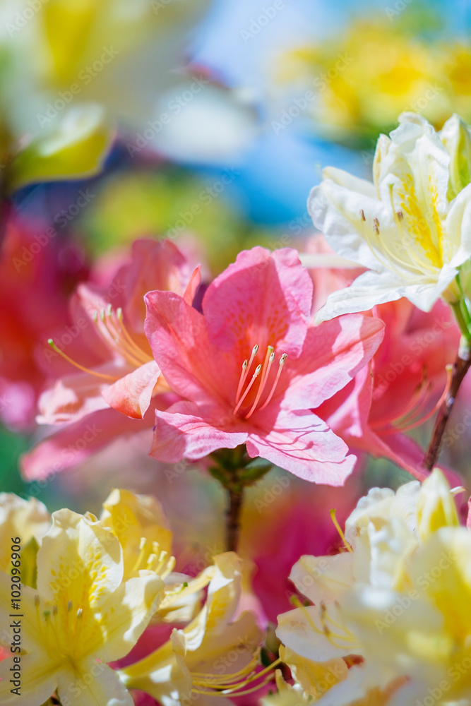 Colorful azalea flowers