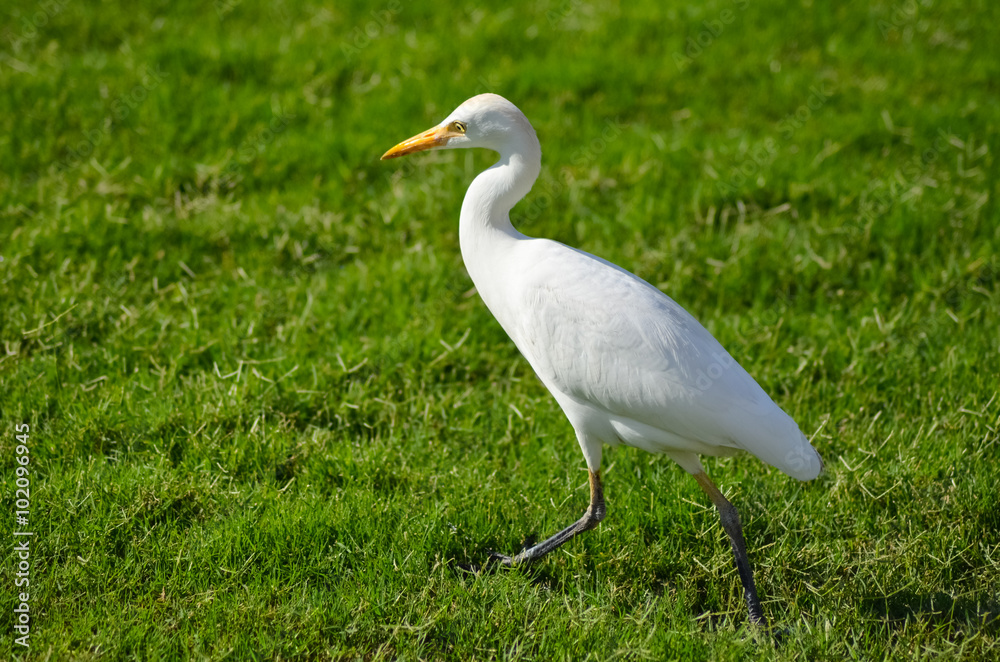 Egypt white bird on a green meadow Egypt white bird on a green meadow