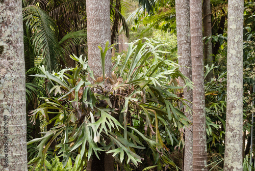 close up of epiphytic bromeliad growing on tree trunk