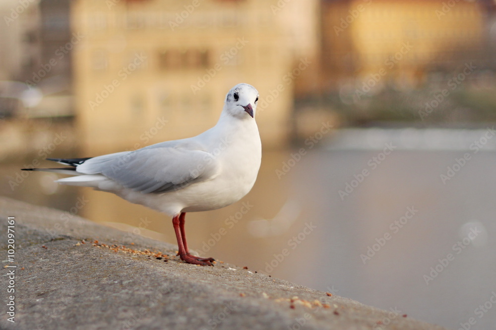 Obraz premium Seagull