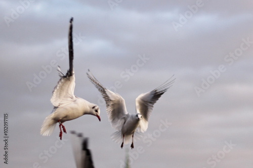 Seagulls on a cloudy sky